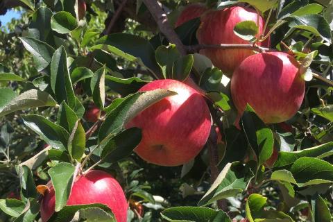 【2025年10月発送】 【訳あり】 りんご 早生 ふじ 約 10kg 青森 産