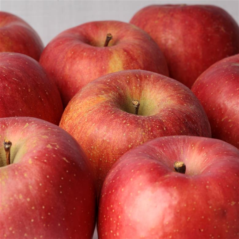 訳あり りんご 5kg 9月 サンつがる 青森【2025年 リンゴ 林檎 果物 クール便】