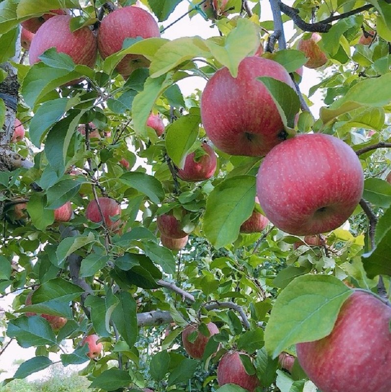 【2026年4月中旬発送】春のサンふじ りんご 約5kg 【特選】 スマートフレッシュTM貯蔵 贈答用 青森県産