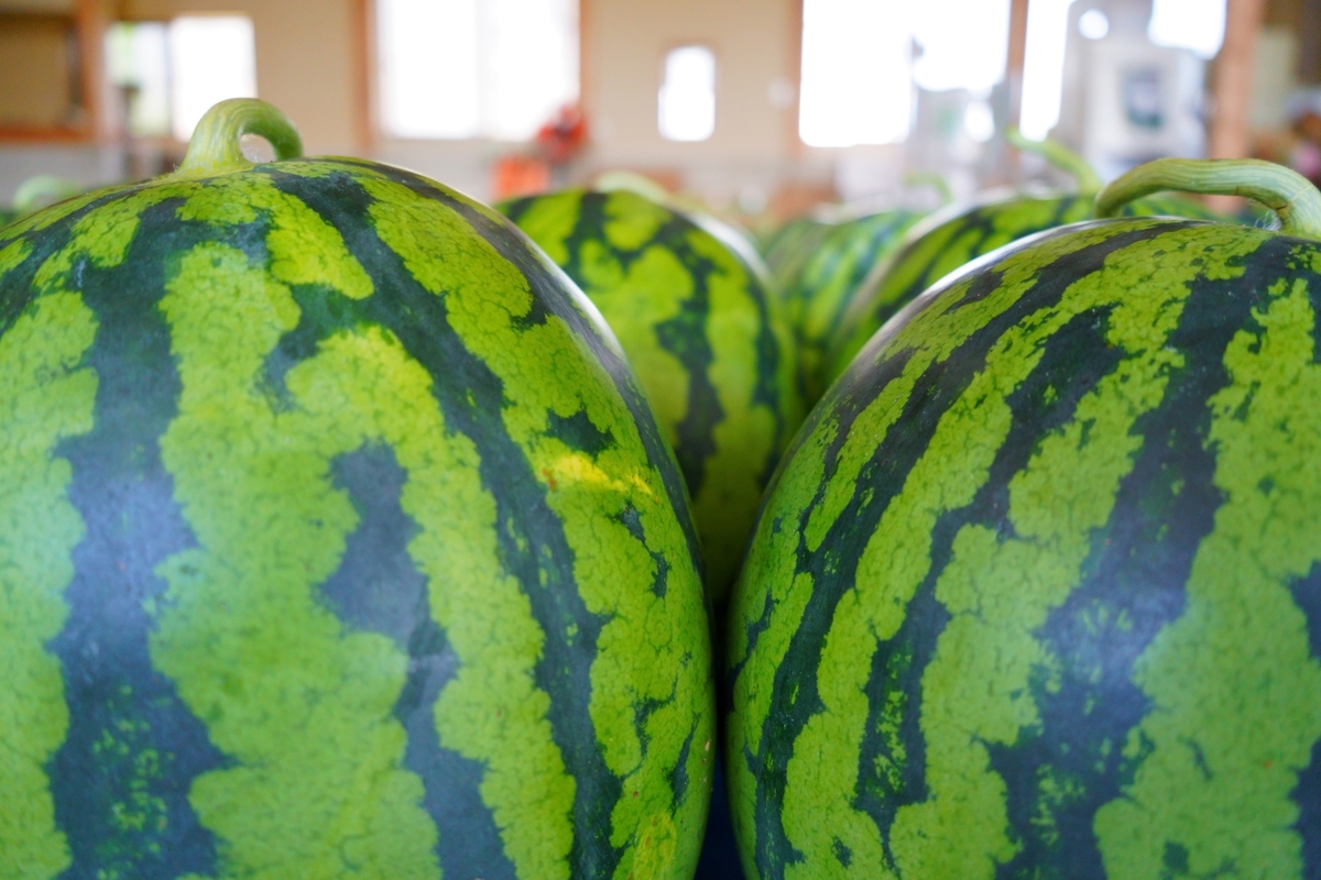 【2026年8月前半発送】 青森県産スイカ 大玉 2玉 秀品 先行受付 西瓜