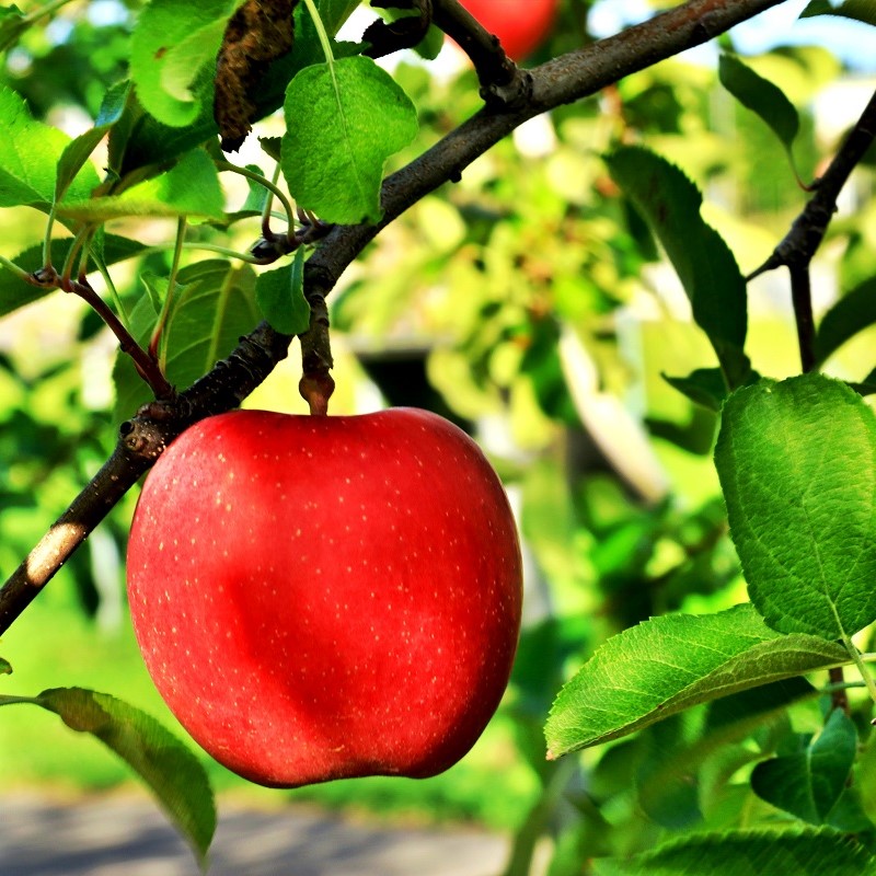 りんご 9月 3kg サンつがる 特選 青森 クール便【2025年】