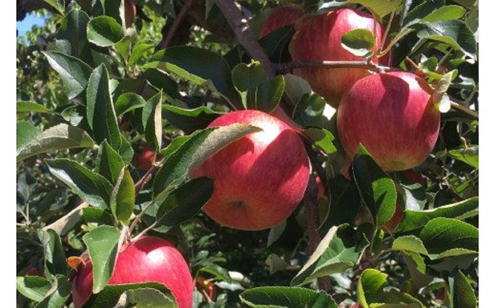 【2025年10月発送】 早生 ふじ 【特選】 約 3kg りんご 青森 産