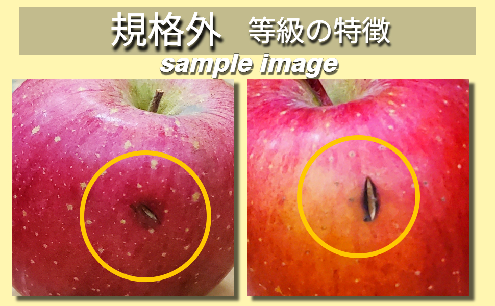 【2025年12月上旬発送】りんご サンふじ 約 10kg 規格外 程度 青森 五所川原 不揃い サン ふじ りんご規格外