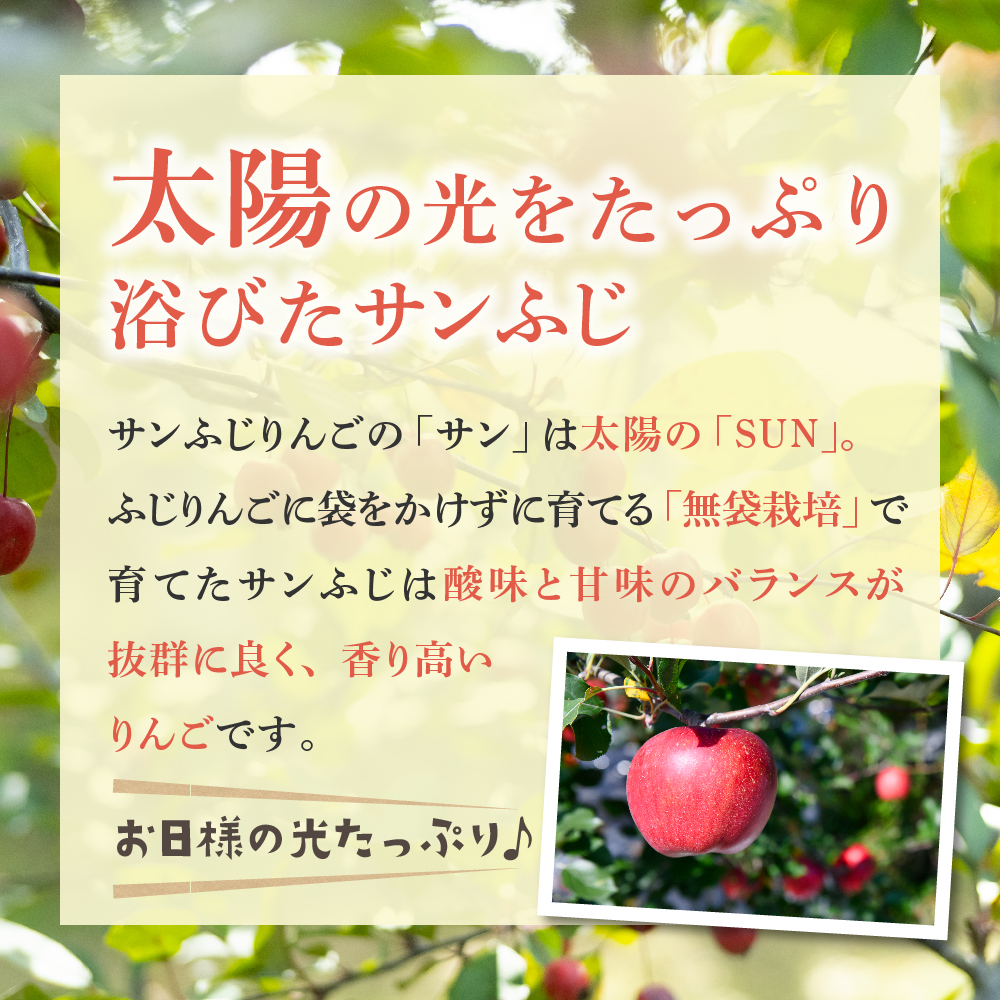 【2026年2月後半発送】 りんご 青森産 約5kg 丸福 サンふじ 光センサー 選果 糖度 13度以上