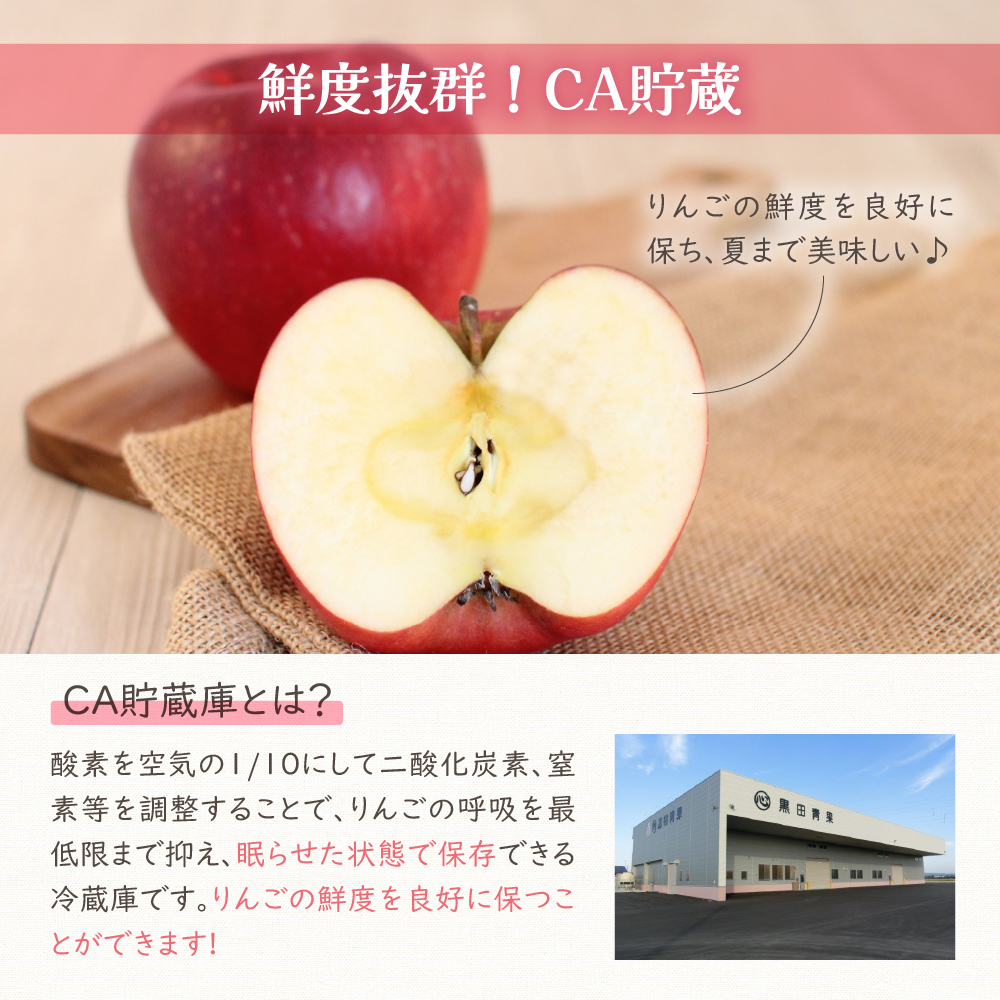 【2026年5月前半発送】 りんご 有袋ふじりんご 約 5kg CA貯蔵 丸福規格 有袋フジりんご 青森 五所川原