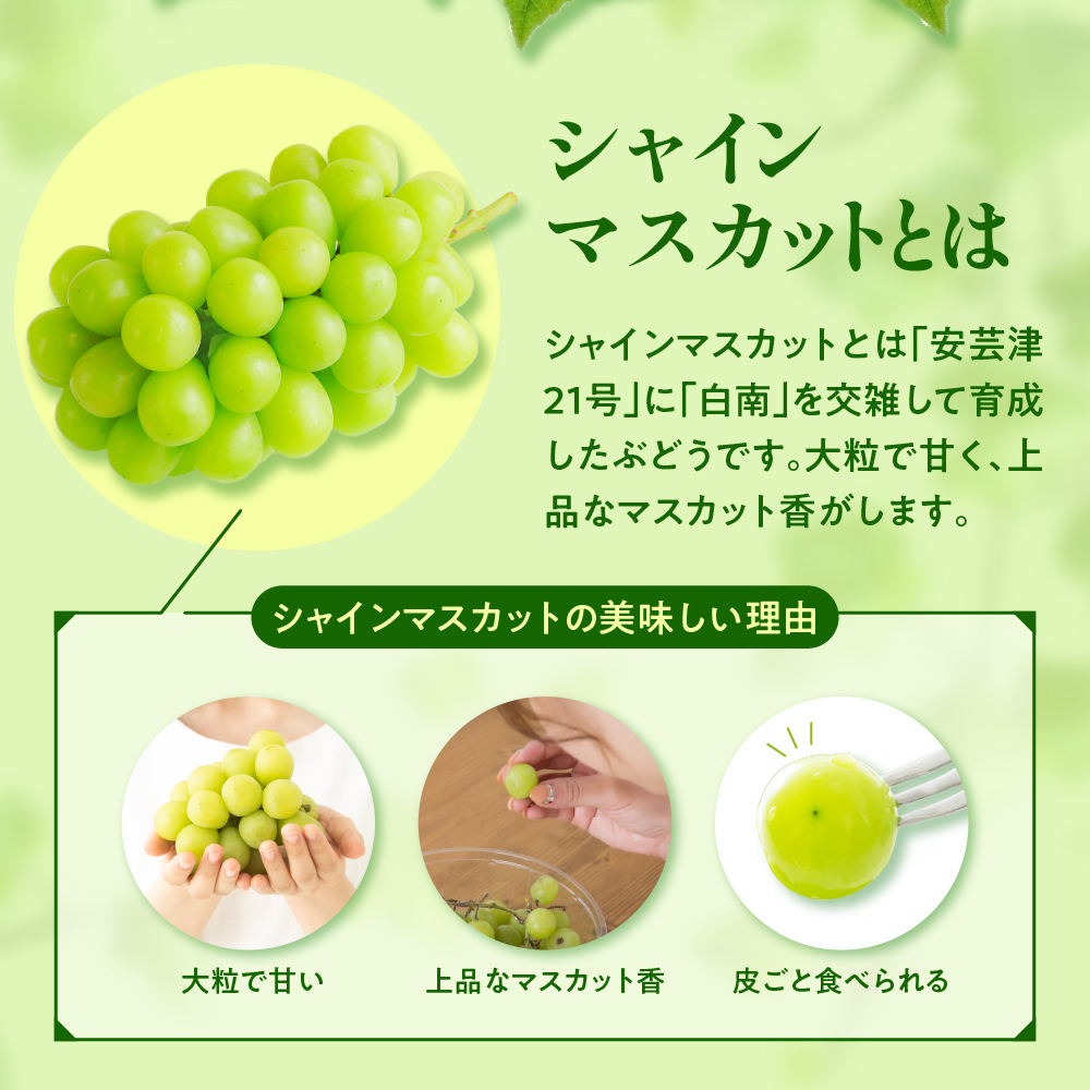 【2025年11月上旬発送】 青森産 シャインマスカット 1房 (3～4L・600～700g程度) 大粒