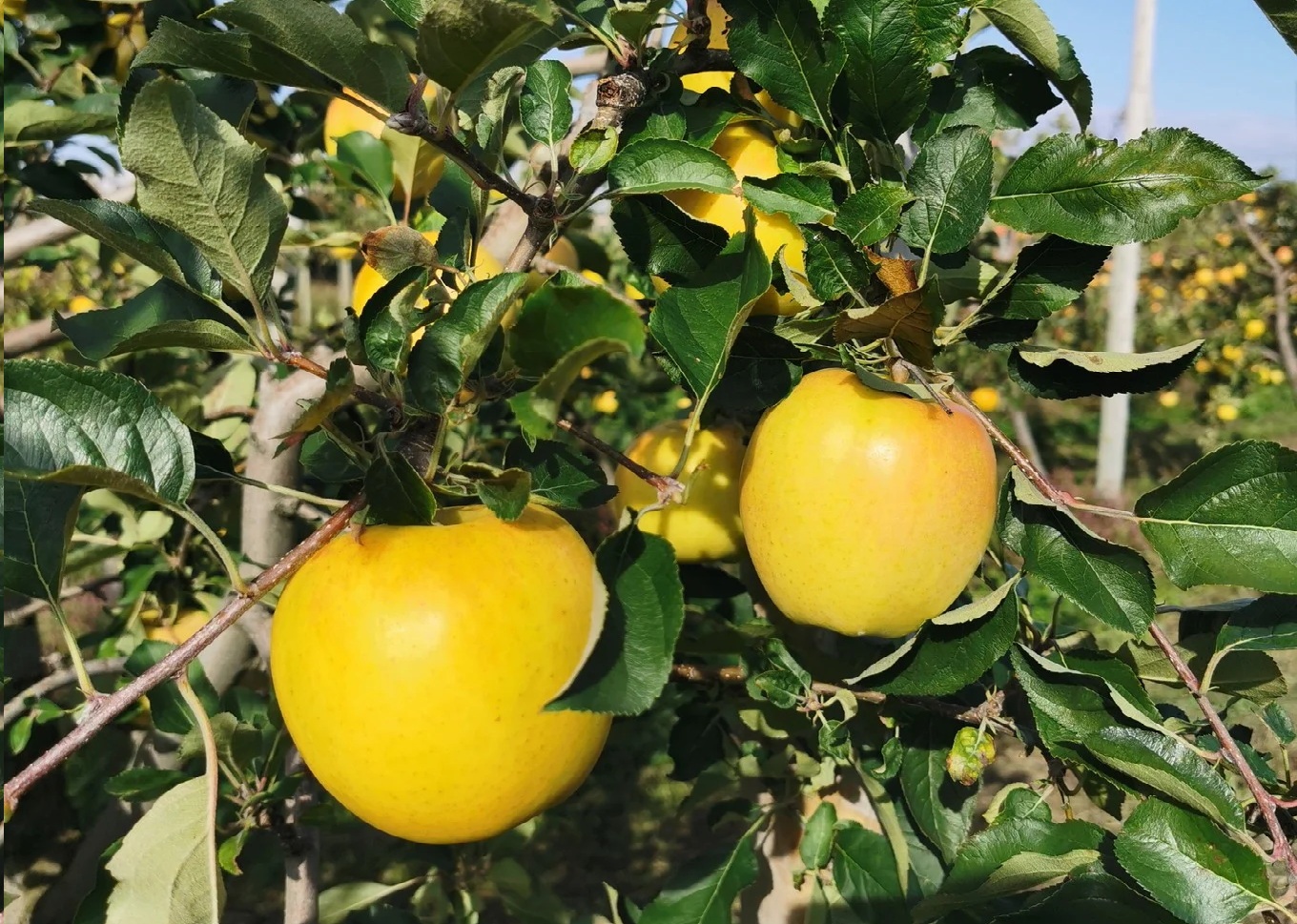 青森りんご トキ ジュース 1L×6本 100% ストレート 【青森GOLD】 フルーツジュース りんごジュース ストレート果汁100％ 青森県五所川原市