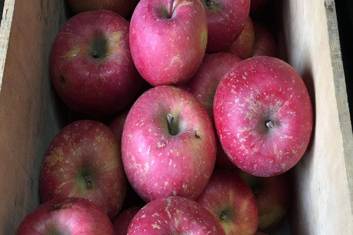 【2026年1月中旬発送】【訳あり】りんごサンふじ5kg青森