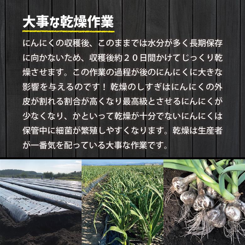 青森県産にんにく（特選品）Lサイズ1kg