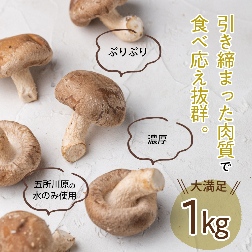 国産 肉厚 しいたけ 1kg(500g×2袋)  青森 きのこ