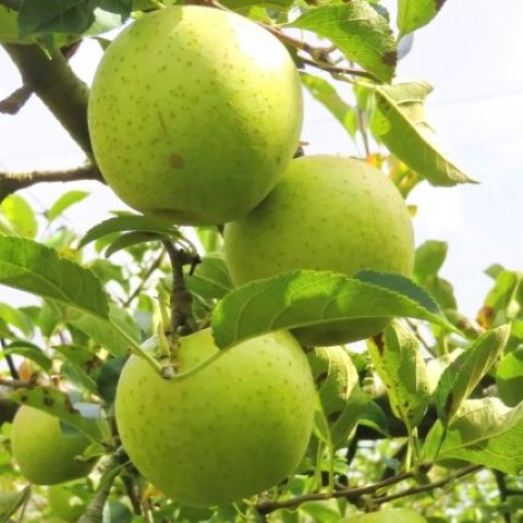 王林 りんご 訳あり 10kg【2026年1月中旬】 たちねぷたりんご 青森県 五所川原市 10キロ リンゴ おうりん