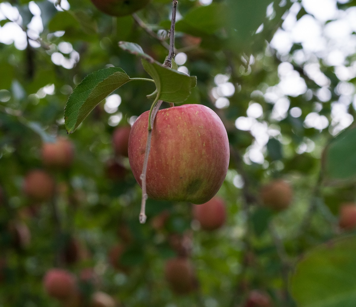 【2025年12月上旬発送】りんご 3kg 程度 葉とらず サンふじ 訳あり 青森産 りんご ふじ 【 サンふじりんご 葉とらずりんご リンゴジュースやお菓子作りにも くだものフルーツ果物林檎約3kg 】