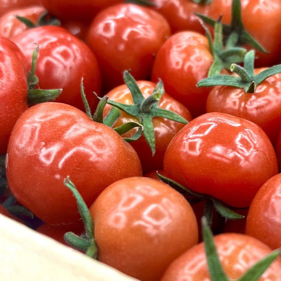 トマトジュース　食塩無添加 ストレート 180ml×6本 濃厚 ミニトマトジュース 【「ぷにょぷにょ」100% トマト 野菜ジュース 野菜 ジュース 野菜飲料 贈答 】 青森 五所川原市 みにとまと 無塩 ミニトマト