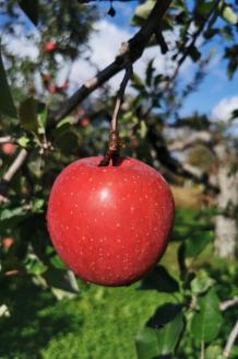 【ANA限定】【2025年12月下旬発送】 【訳あり】 りんご 約5kg サンふじ 〈樹上完熟〉 青森産