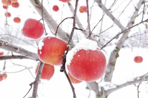 【ANA限定】【2026年1月中旬発送】りんご約5kgサンふじ〈氷点寒熟〉青森県産