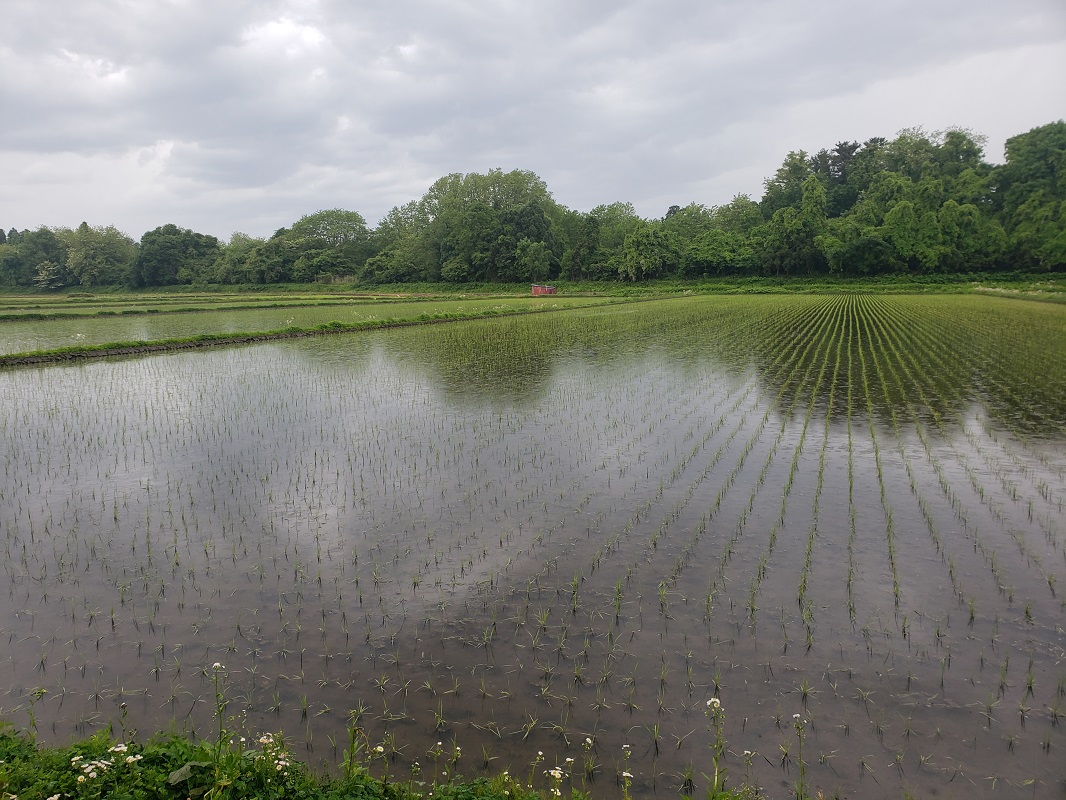 【令和7年産米】 米 あさゆき 10㎏ 特別栽培米 青森県産