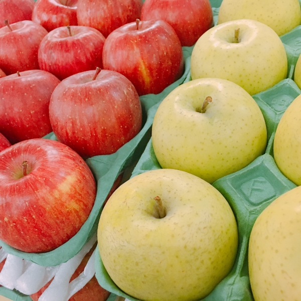 【2025年10月上旬発送】 【特選】 旬の美味しい りんご 約3kg 青森産 【おまかせ1品種】