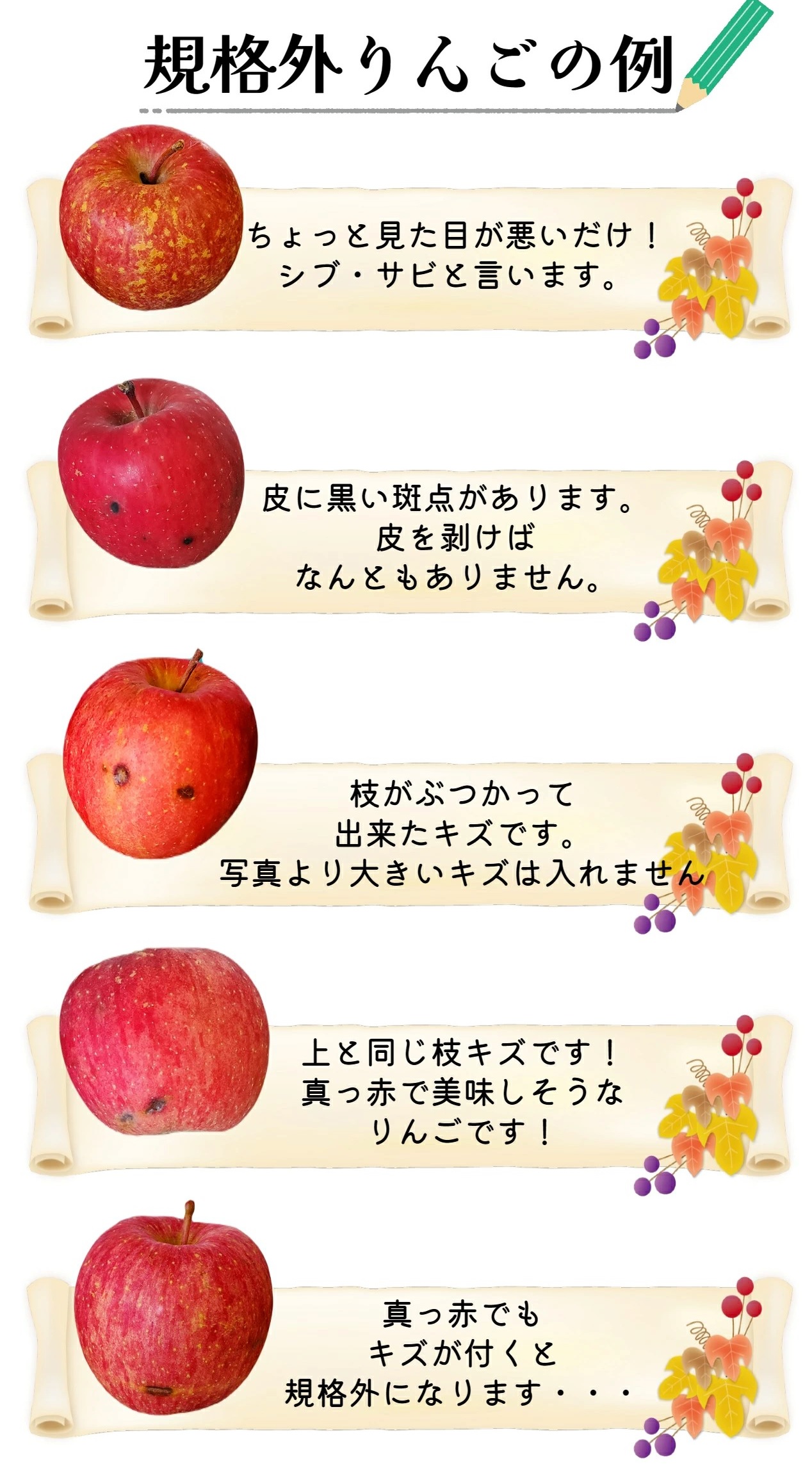 【2026年1月下旬発送】りんご サンふじ 約 2kg 規格外 程度 青森 五所川原 不揃い サン ふじ りんご規格外