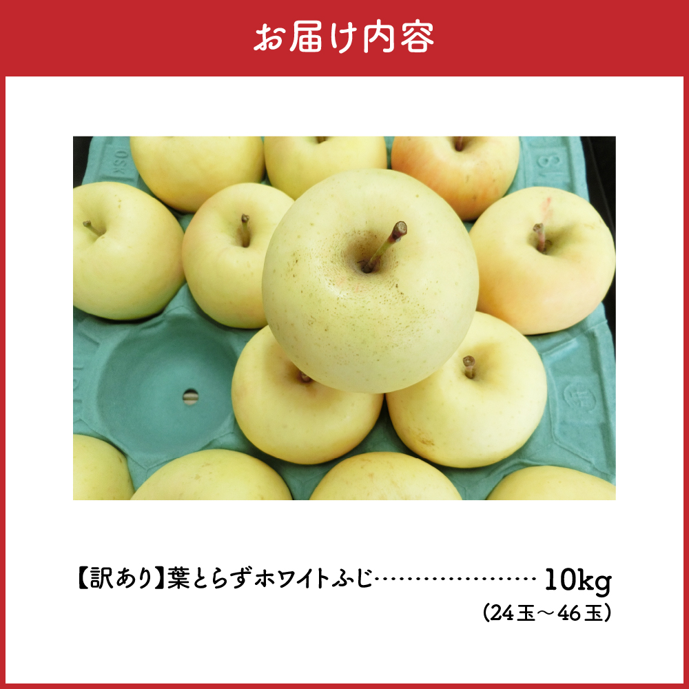 【2025年12月前半発送】【訳あり】葉とらずホワイトふじ10kg