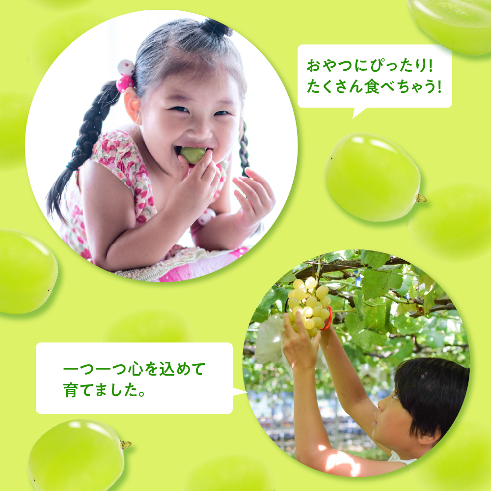 【2025年11月上旬発送】 青森産 シャインマスカット 1房 (3～4L・600～700g程度) 大粒