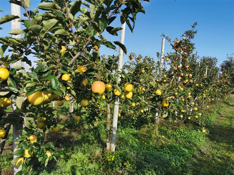 青森りんご トキ ジュース 1L×2本 100% ストレート 【青森GOLD】 フルーツジュース りんごジュース ストレート果汁100％ 青森県五所川原市