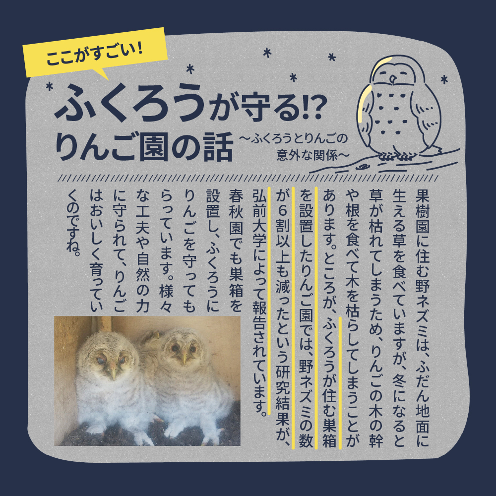 【2025年10月上旬発送】訳あり 早生ふじ 5kg