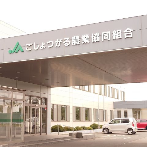 王林 りんご 訳あり 10kg【2026年1月中旬】 たちねぷたりんご 青森県 五所川原市 10キロ リンゴ おうりん