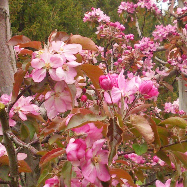 りんごジュース 飲み比べ 180ml×6本（6種×1本） りんご 果汁 100％ ストレート りんごジュース飲み比べセット 青森