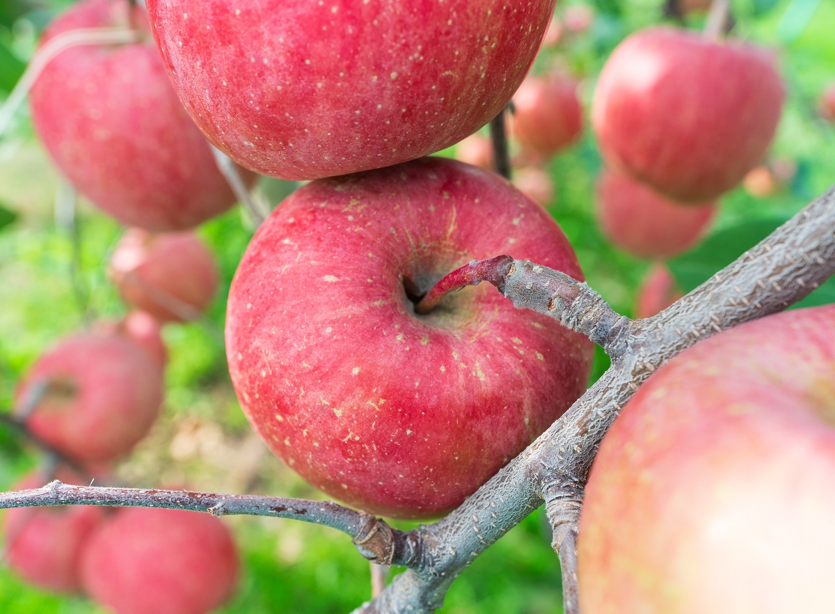 【2025年12月上旬発送】りんご 3kg 程度 葉とらず サンふじ 訳あり 青森産 りんご ふじ 【 サンふじりんご 葉とらずりんご リンゴジュースやお菓子作りにも くだものフルーツ果物林檎約3kg 】