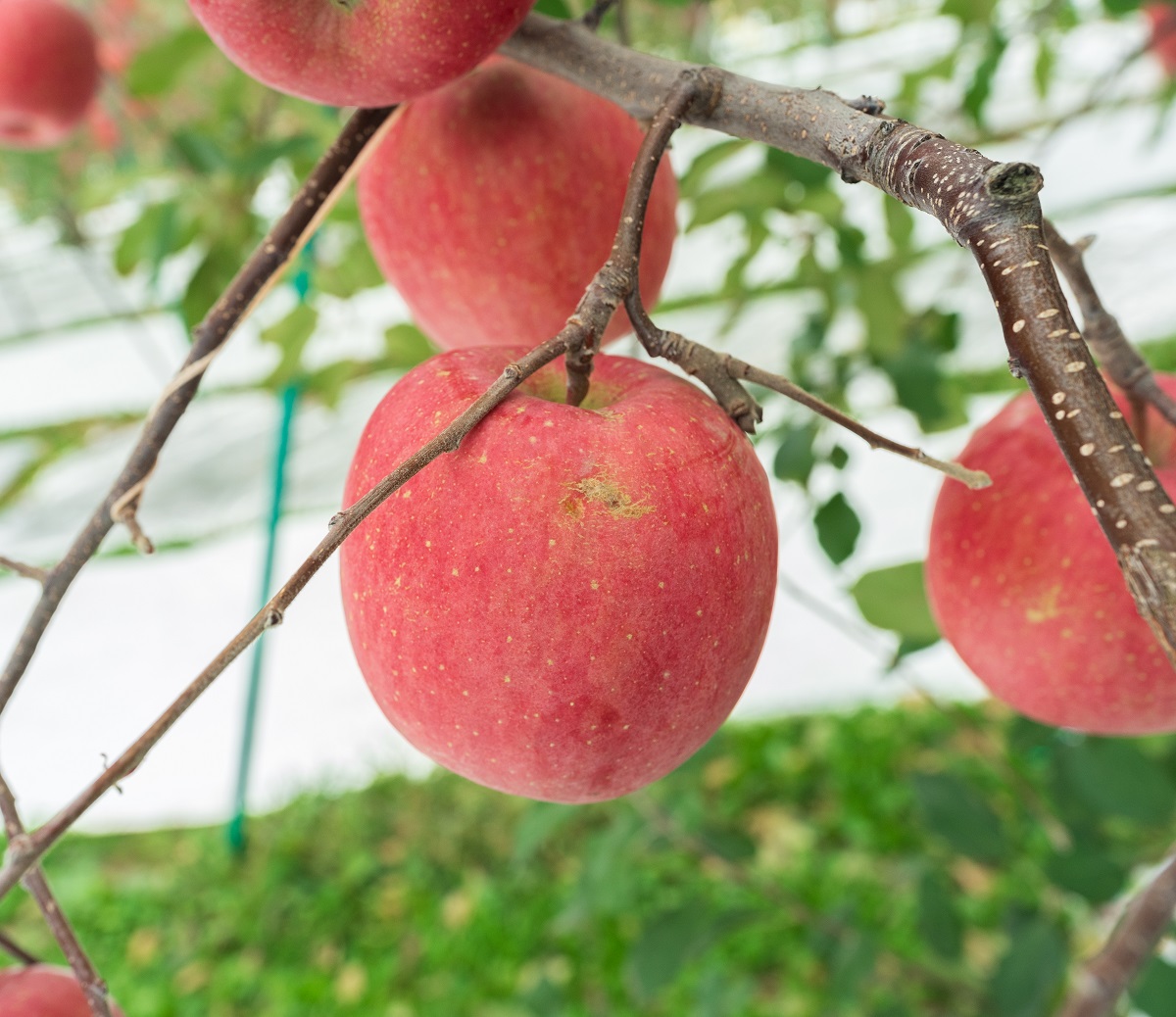 【2025年12月下旬発送】りんご 3kg 程度 葉とらず サンふじ 11月 12月 家庭用 青森産 りんご ふじ 【 サンふじりんご 葉とらずりんご くだものフルーツ果物林檎約3kg 】