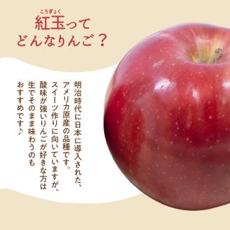【2025年11月上旬発送】【訳あり】 りんご 10kg 紅玉 アップルパイ に最適 青森 不揃い