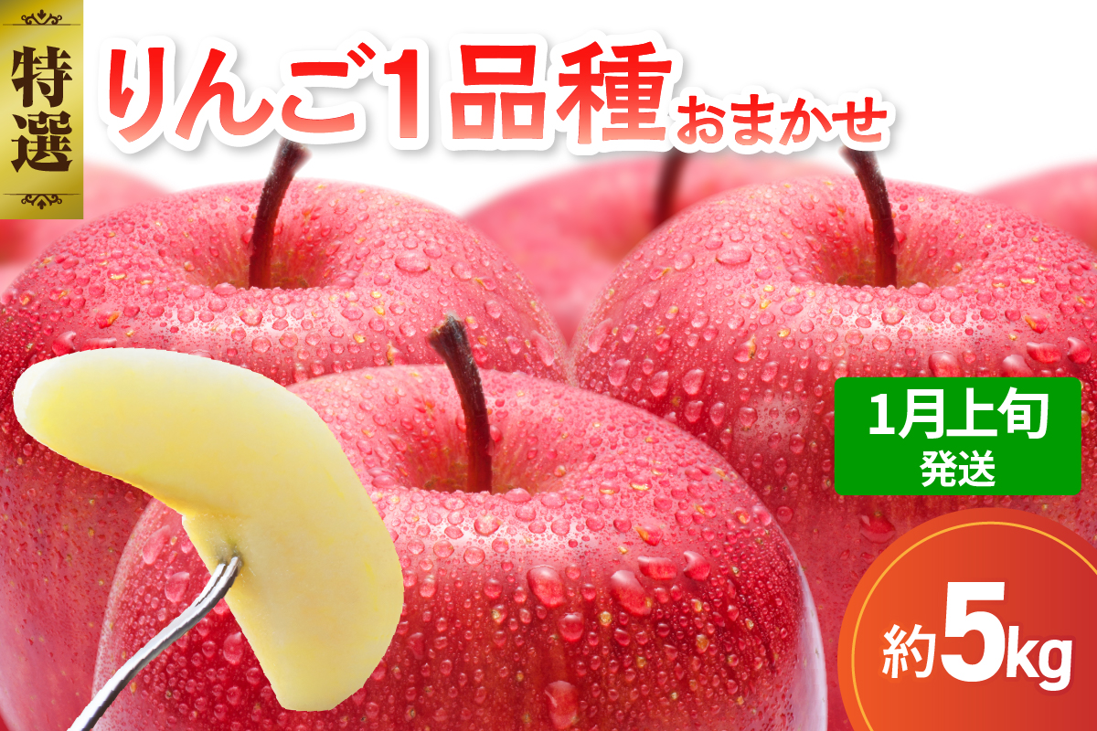 【2026年1月上旬発送】 【特選】 旬の美味しい りんご 約5kg 青森産 【おまかせ1品種】