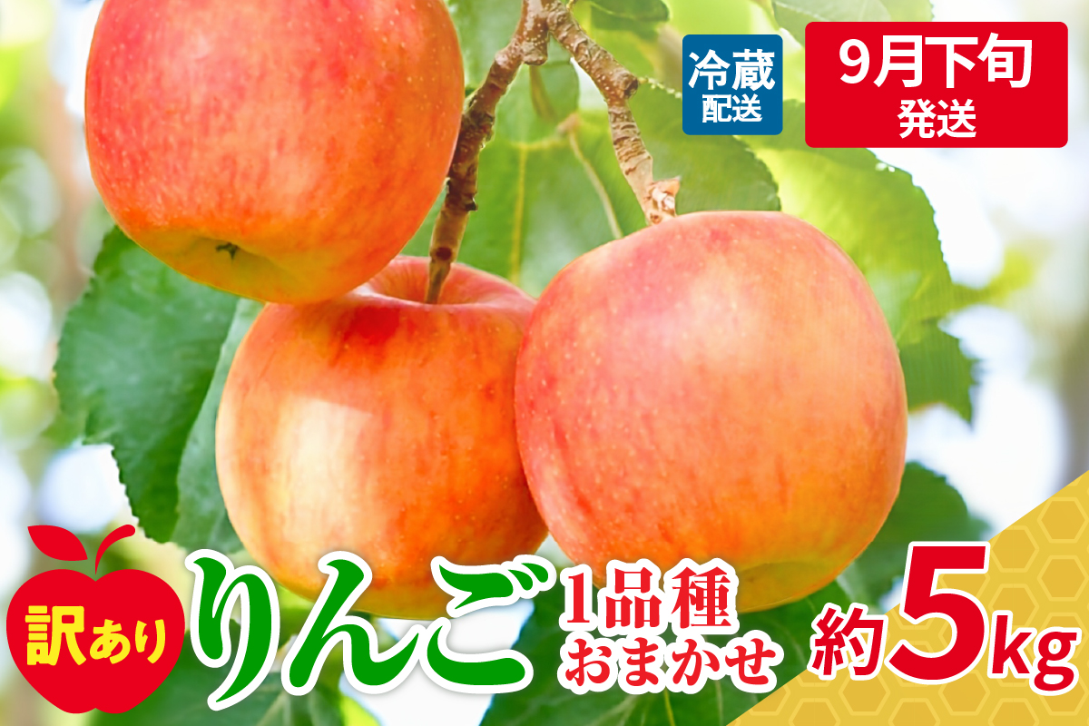 【2025年9月下旬発送】 【訳あり】 旬の美味しい りんご 約5kg 青森 産 【おまかせ1品種】