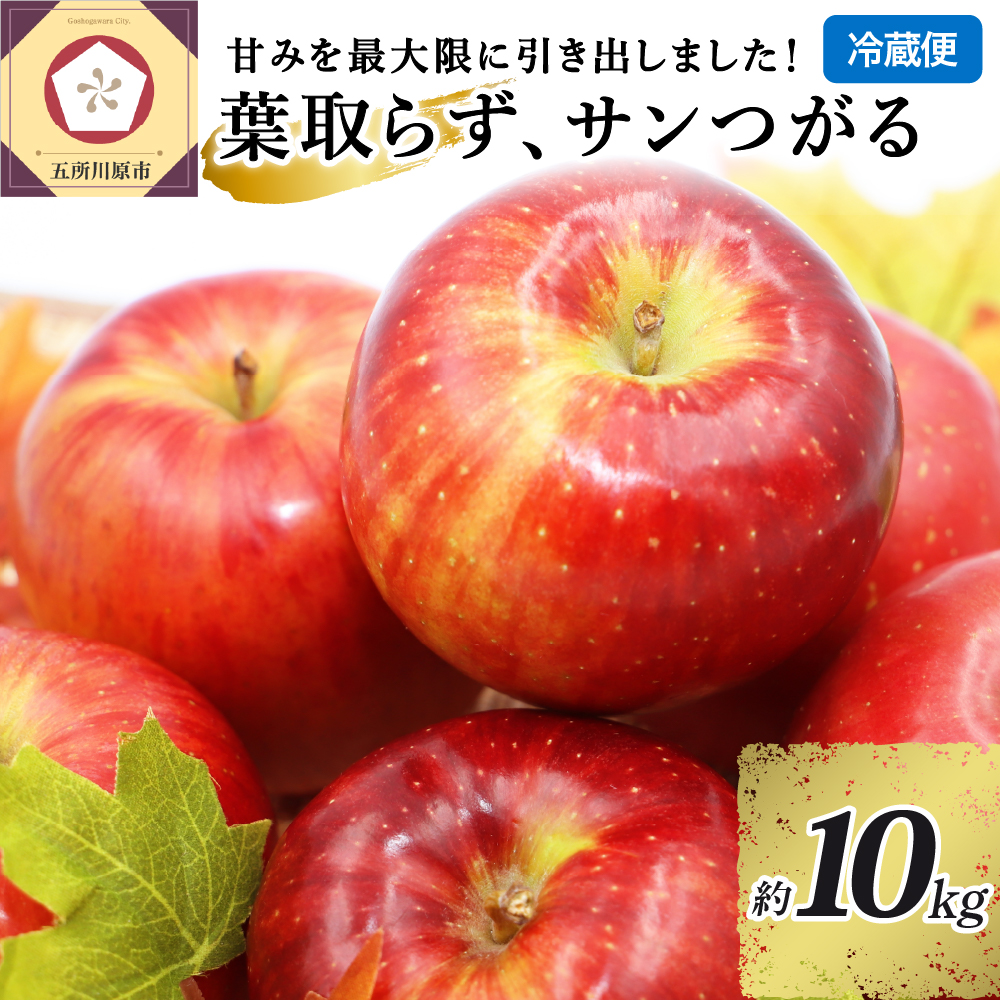 9月 りんご 10kg 葉とらず サンつがる 青森  【2025年 リンゴ 林檎 果物 クール便】
