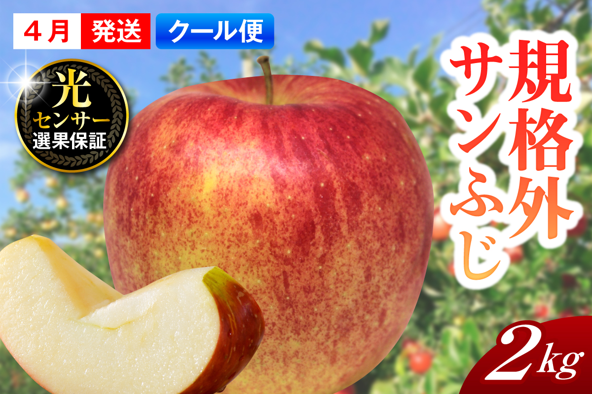 【2026年4月上旬発送】【規格外】 りんご サンふじ 約2kg スマートフレッシュ™貯蔵 または CA貯蔵 【クール便】