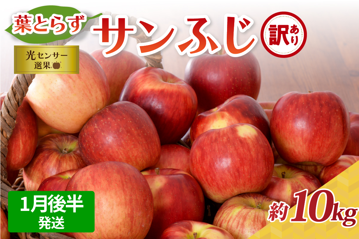 【2026年1月後半発送】【訳あり】 りんご 約10kg サンふじ 葉とらず 青森