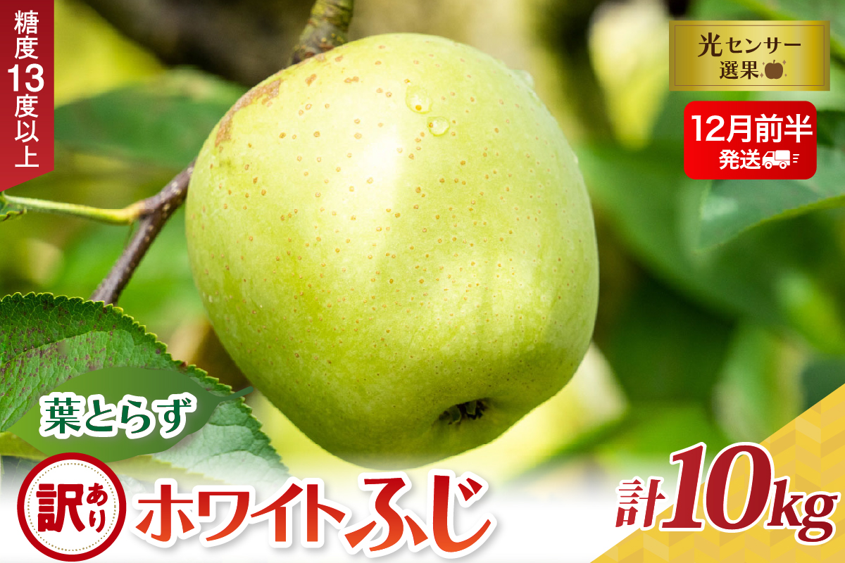 【2025年12月前半発送】【訳あり】葉とらずホワイトふじ10kg