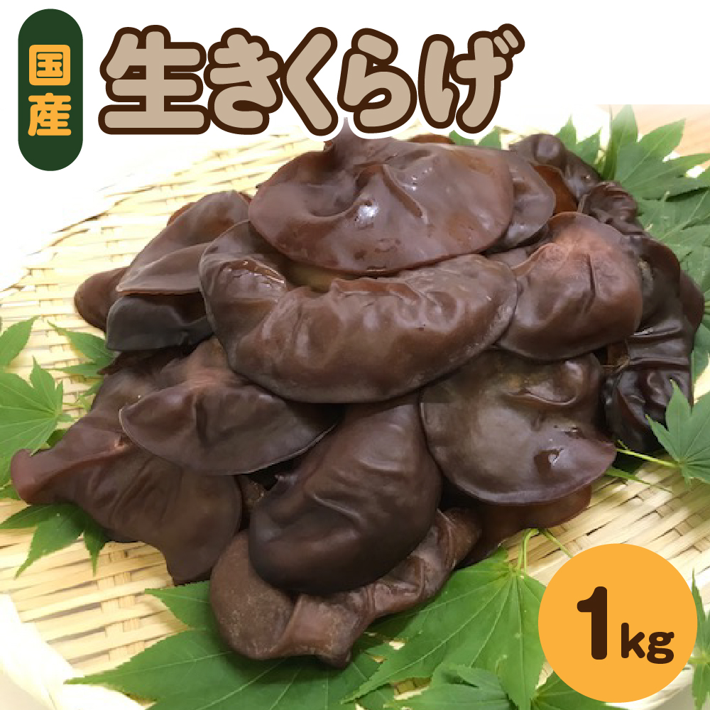 きくらげ 生 1kg ( 500g ×2袋)  国産 【 キクラゲ 生きくらげ 木耳 生キクラゲ 日本産 きのこ キノコ 青森 五所川原 】常温