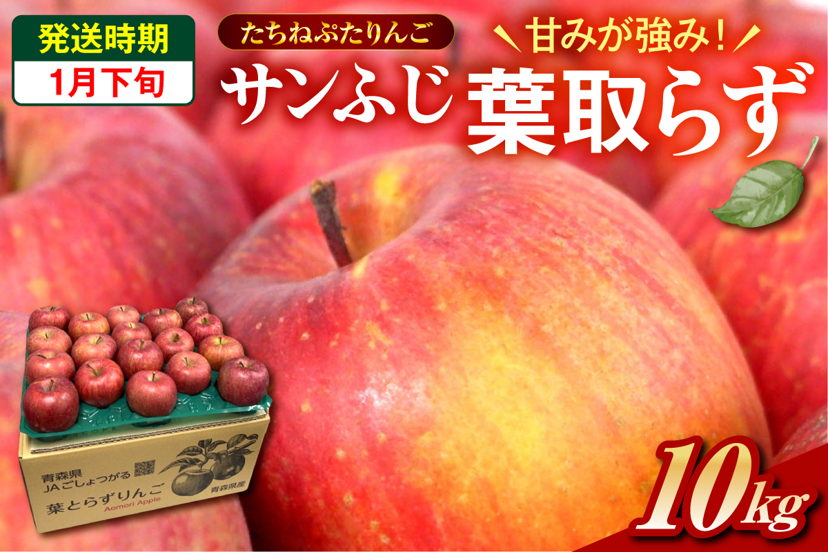 【2026年1月下旬】 たちねぷたりんご 約10kg 【青森県産】 葉取らず サンふじ りんご