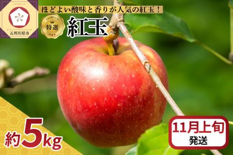 【2025年11月上旬発送】 【特選】りんご 5kg 紅玉 青森