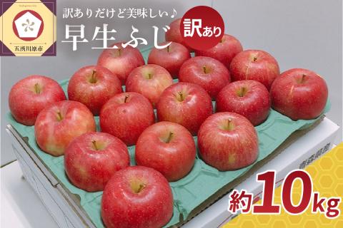 【2025年10月発送】 【訳あり】 りんご 早生 ふじ 約 10kg 青森 産