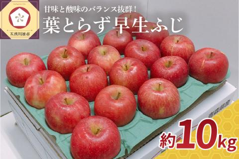 【2025年10月発送】 葉とらず りんご 早生 ふじ 約 10kg 青森 産