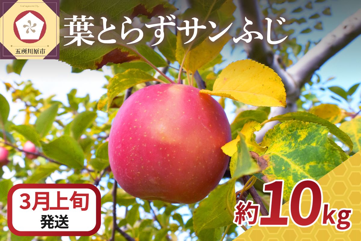 【2026年3月上旬発送】 りんご 10kg 葉とらず サンふじ 青森