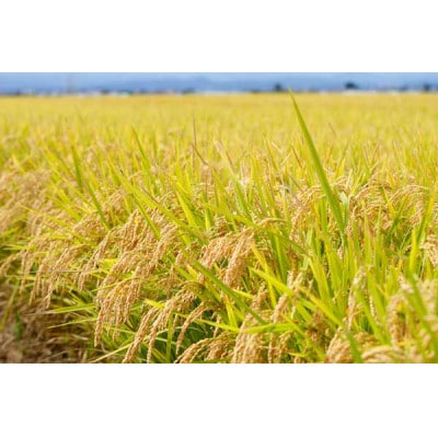 【毎月定期便】青森県産　はれわたり　白米10kg全3回