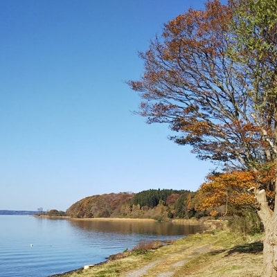 小川原湖産大和しじみ　220g×8袋(砂抜き済・冷凍)【配送不可地域：離島】