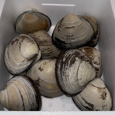 ホッキ貝　10個入り【配送不可地域：離島・沖縄県・九州】