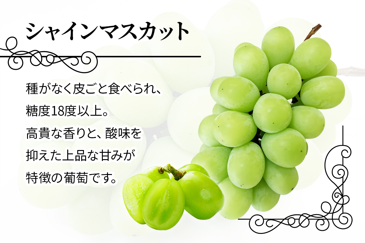 シャインマスカット 1房 桐箱入り (約800g)糖度18度以上｜つがる市産 種なし ぶどう フルーツ 果物 贈答 青森 つがる市 藤農園 2026年産 令和8年 農福連携 [0627]