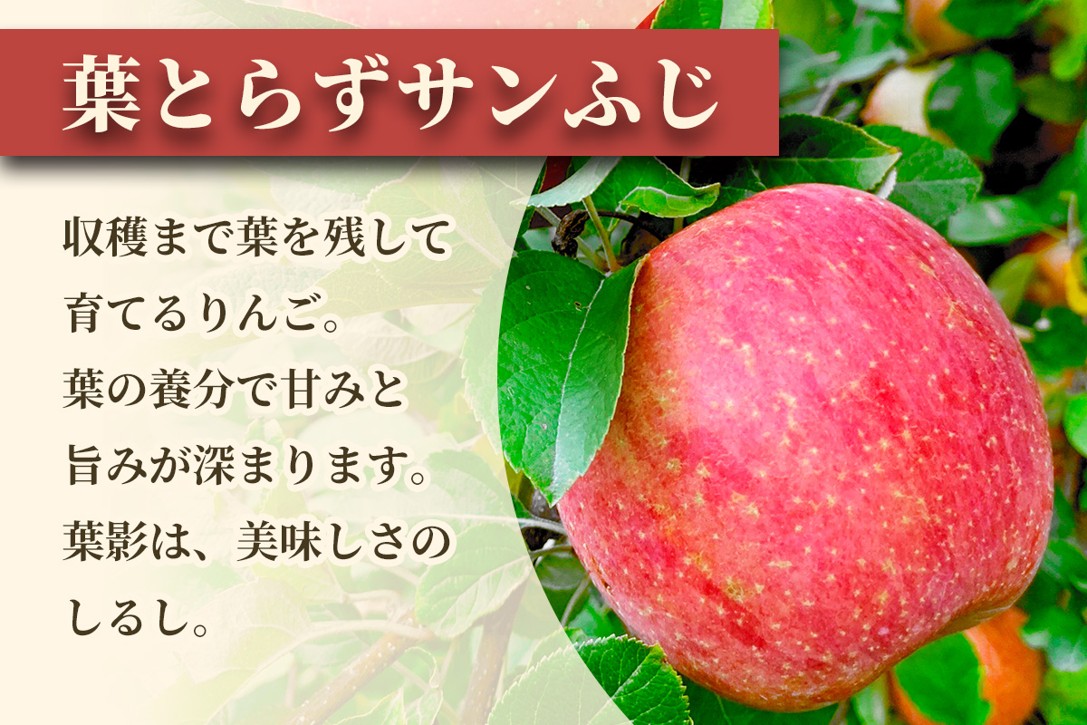 完熟！葉とらずサンふじ 3kg｜青森産 青森りんご りんご リンゴ 林檎 果物 フルーツ さんふじ サンフジ 令和7年 2025年 [0890]
