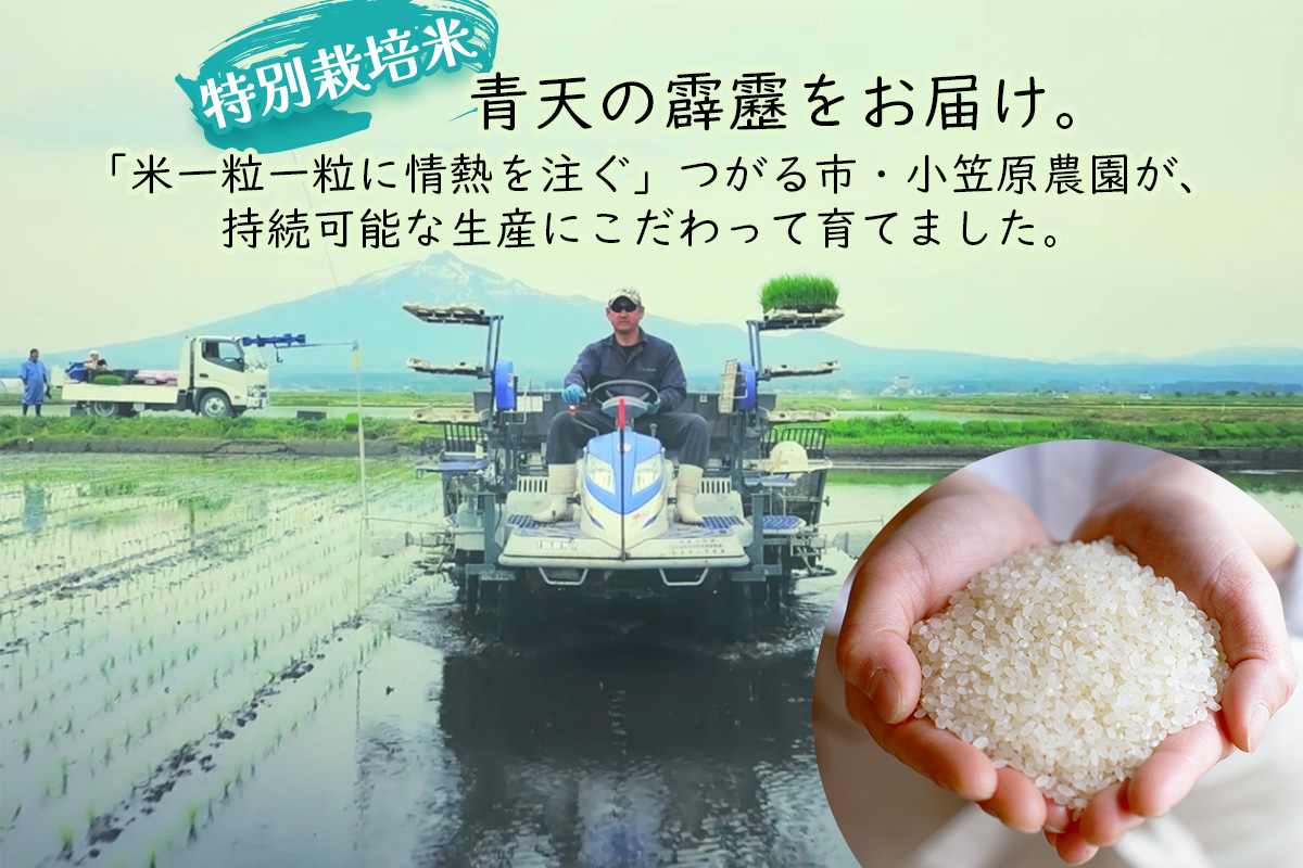 青天の霹靂 (特別栽培米) 白米10kg 令和7年産 青森県産米 [お申込み後に精米]｜2025年産 つがる市 お米 米 こめ コメ へきれき 白米 精米 特栽米 ブランド米 [0899]