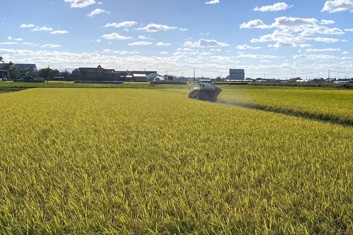 令和7年産 つがる市産 まっしぐら 白米 10kg｜2025年産 まっしぐら 白米 お米 米 コメ 精米 農協 青森 新米 [0938]